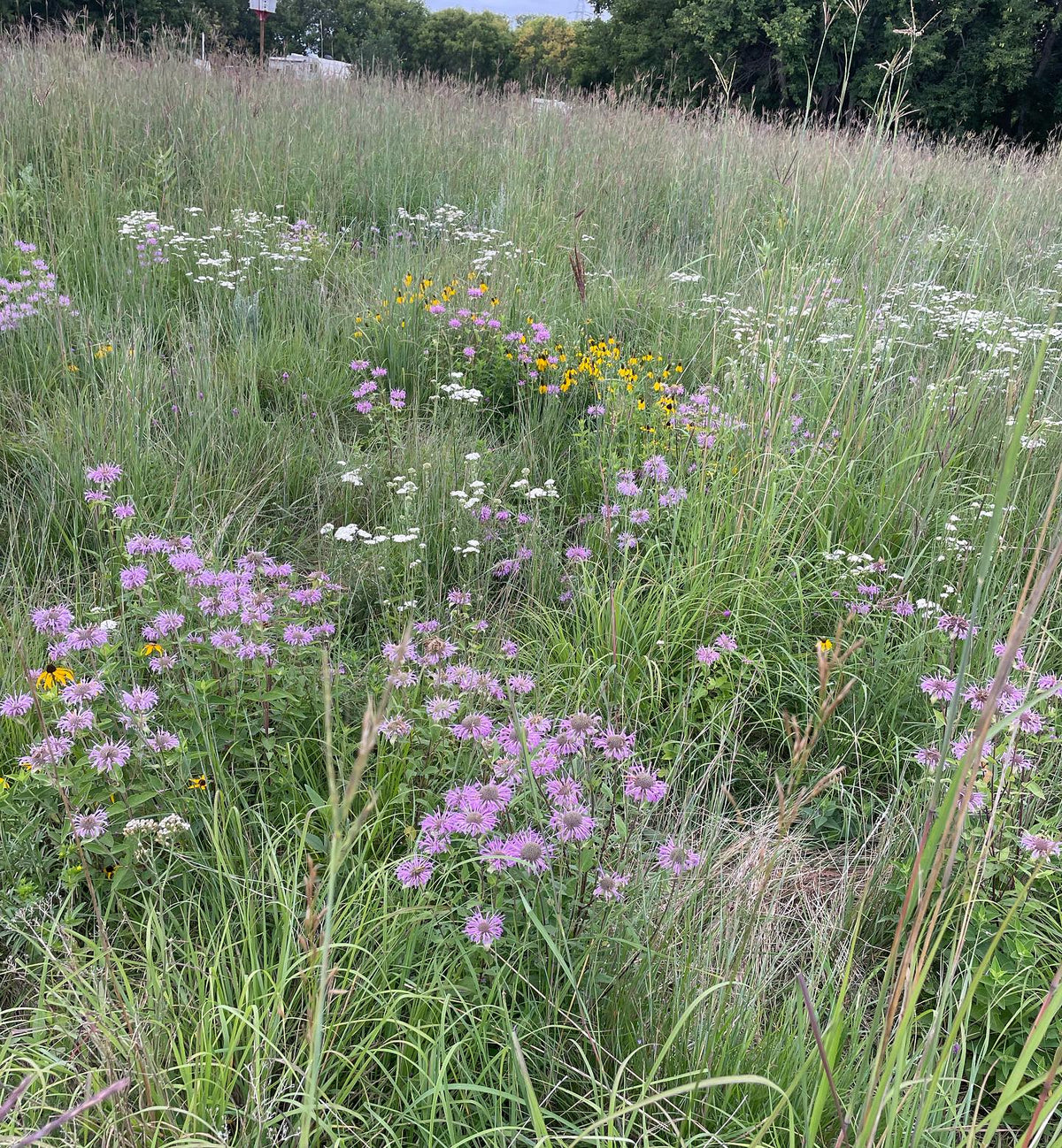 wild bergamot in a native prairie restoration garden at the Assiniboine Food Forest in Brandon MB, image 2 of 2