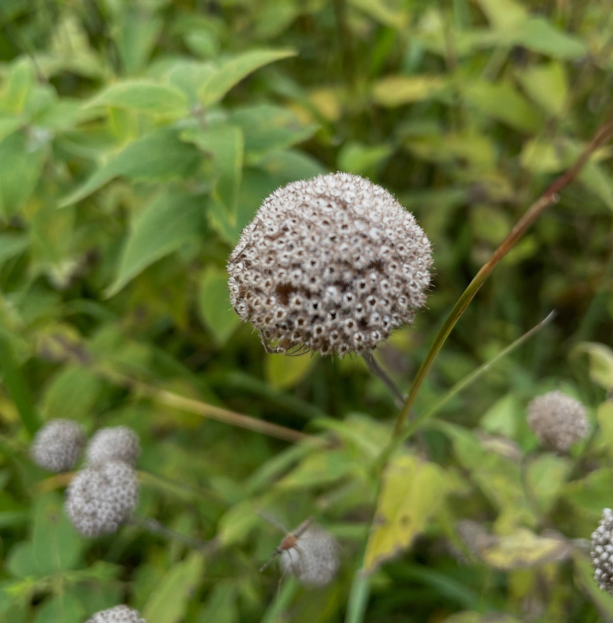 Close view of a dry round wild bergamot seed head