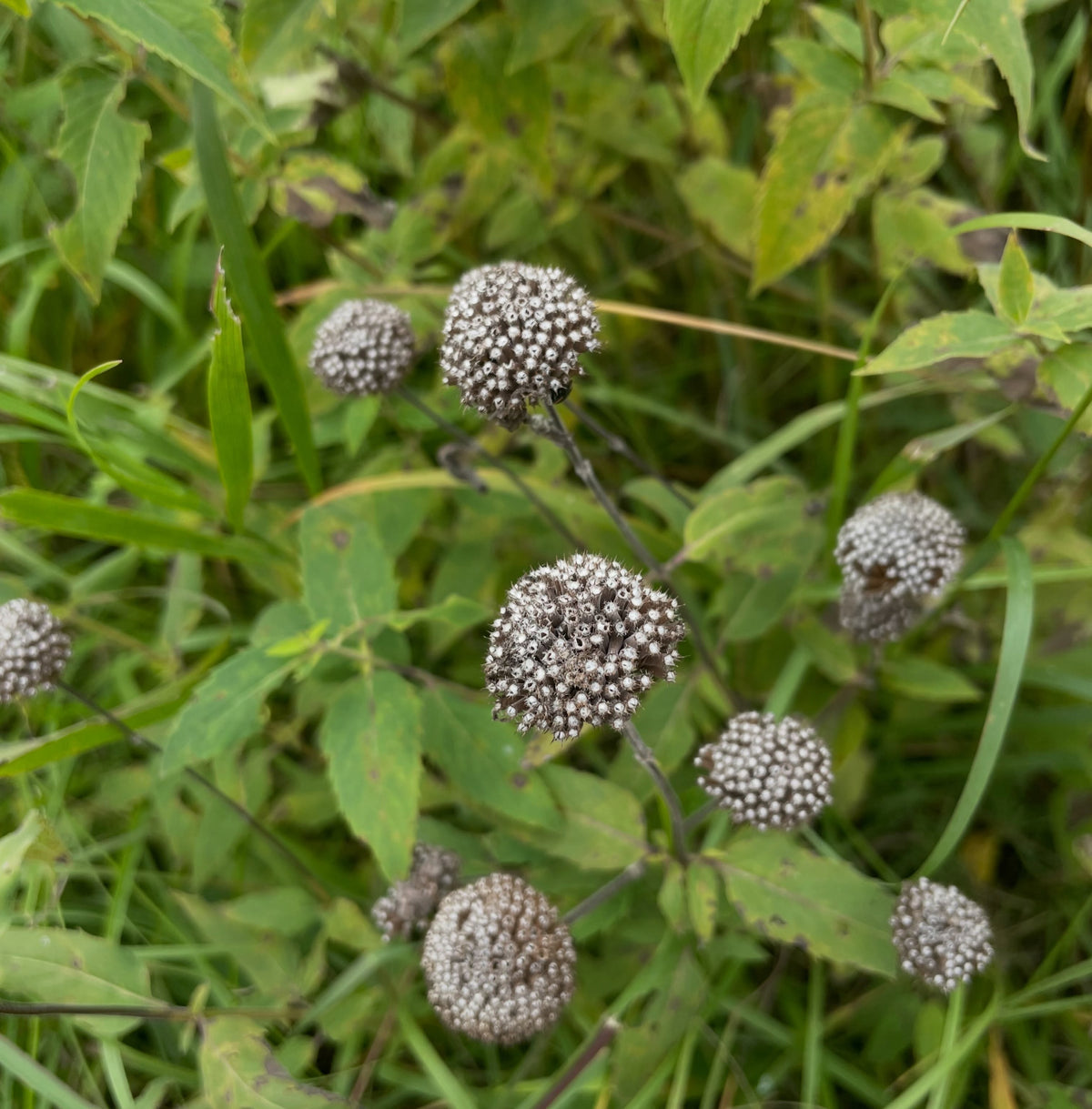 Cluster of dry wild bergamot seed heads among green leaves