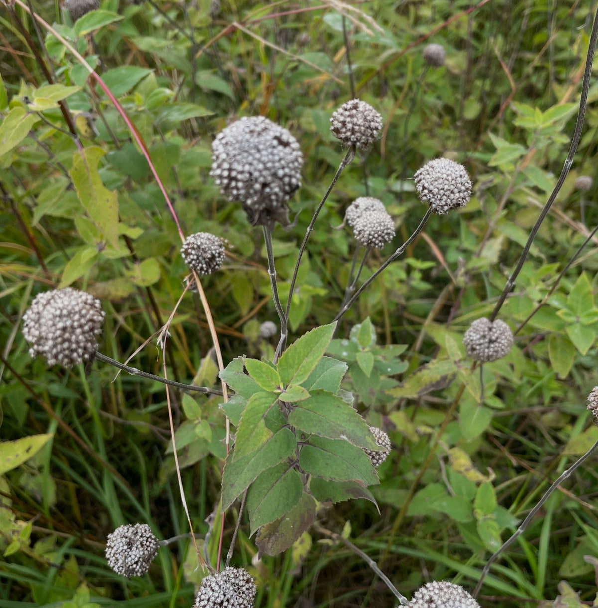 Wild bergamot patch with many mature grey seed heads