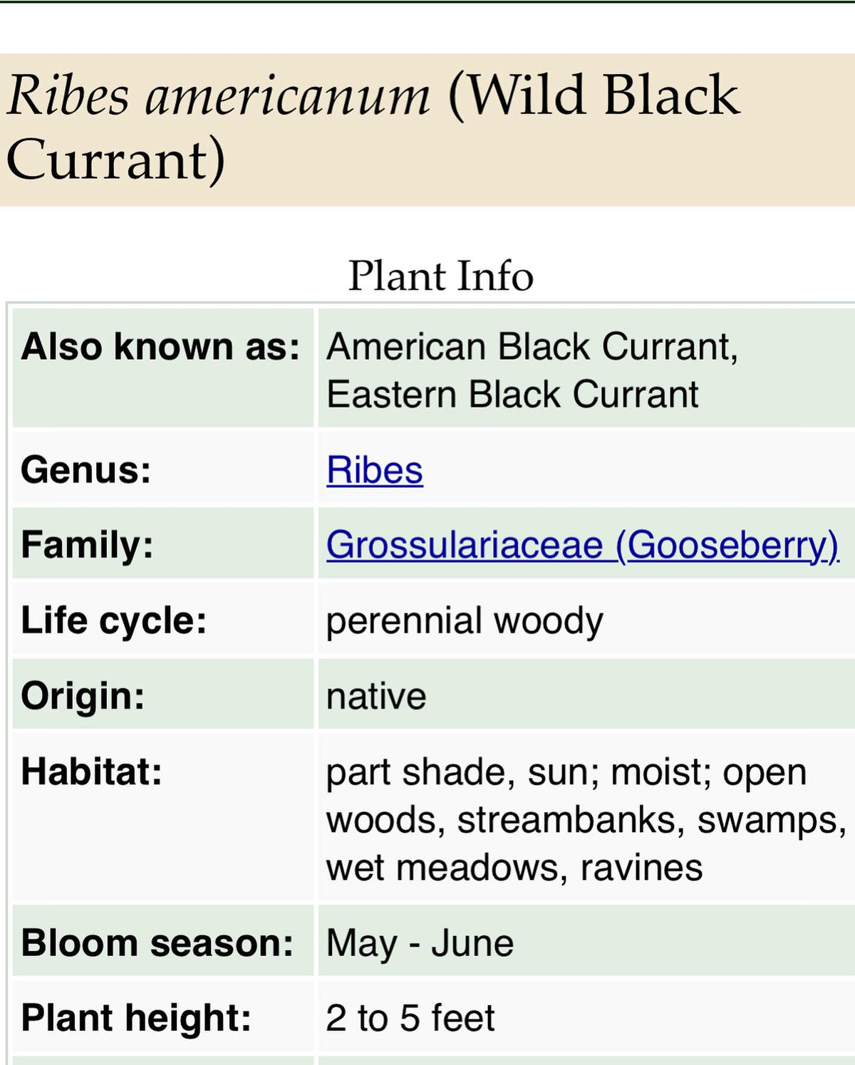 wild black currant, american black currant id from minnesota wildflowers, image 1 of 6