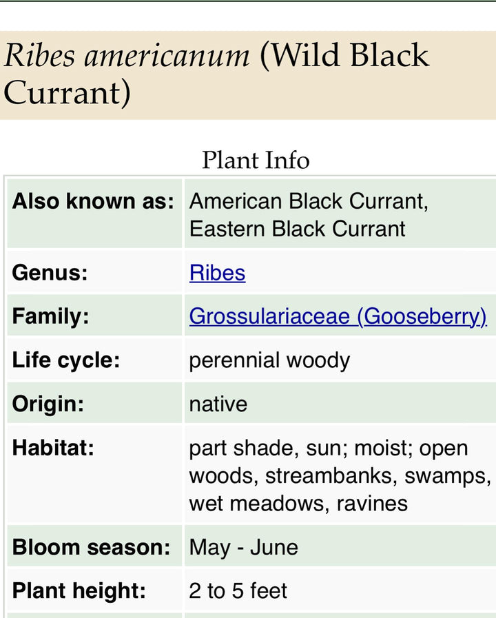 wild black currant, american black currant id from minnesota wildflowers, image 1 of 6