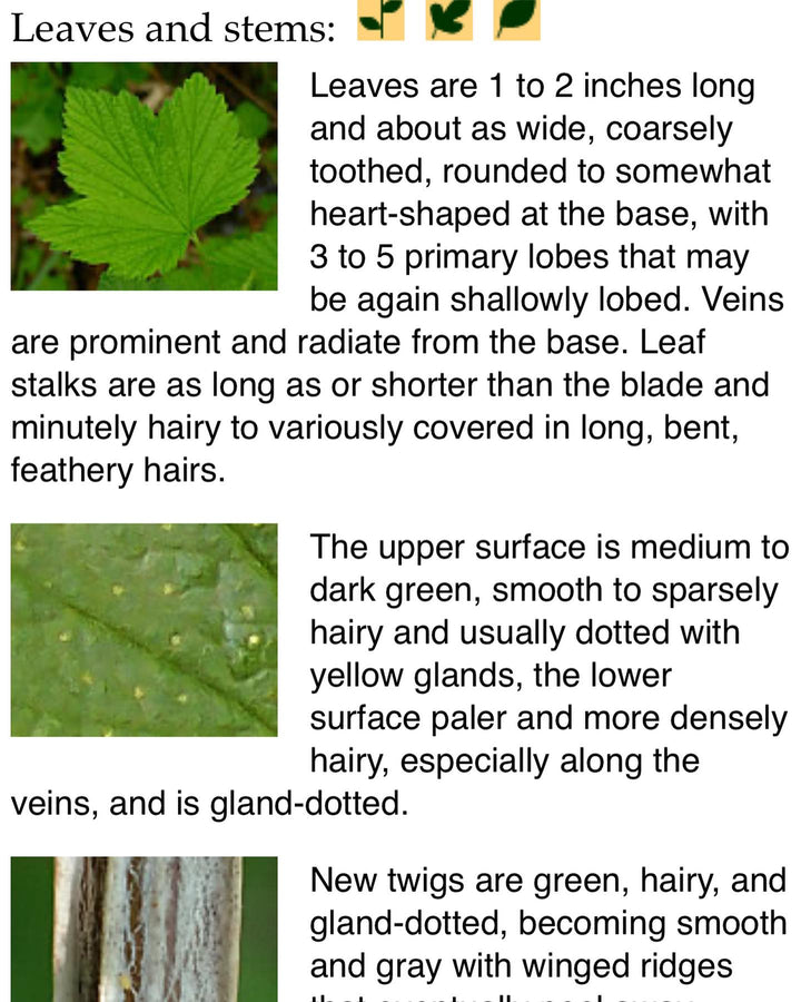 wild black currant, american black currant id from minnesota wildflowers, image 2 of 6