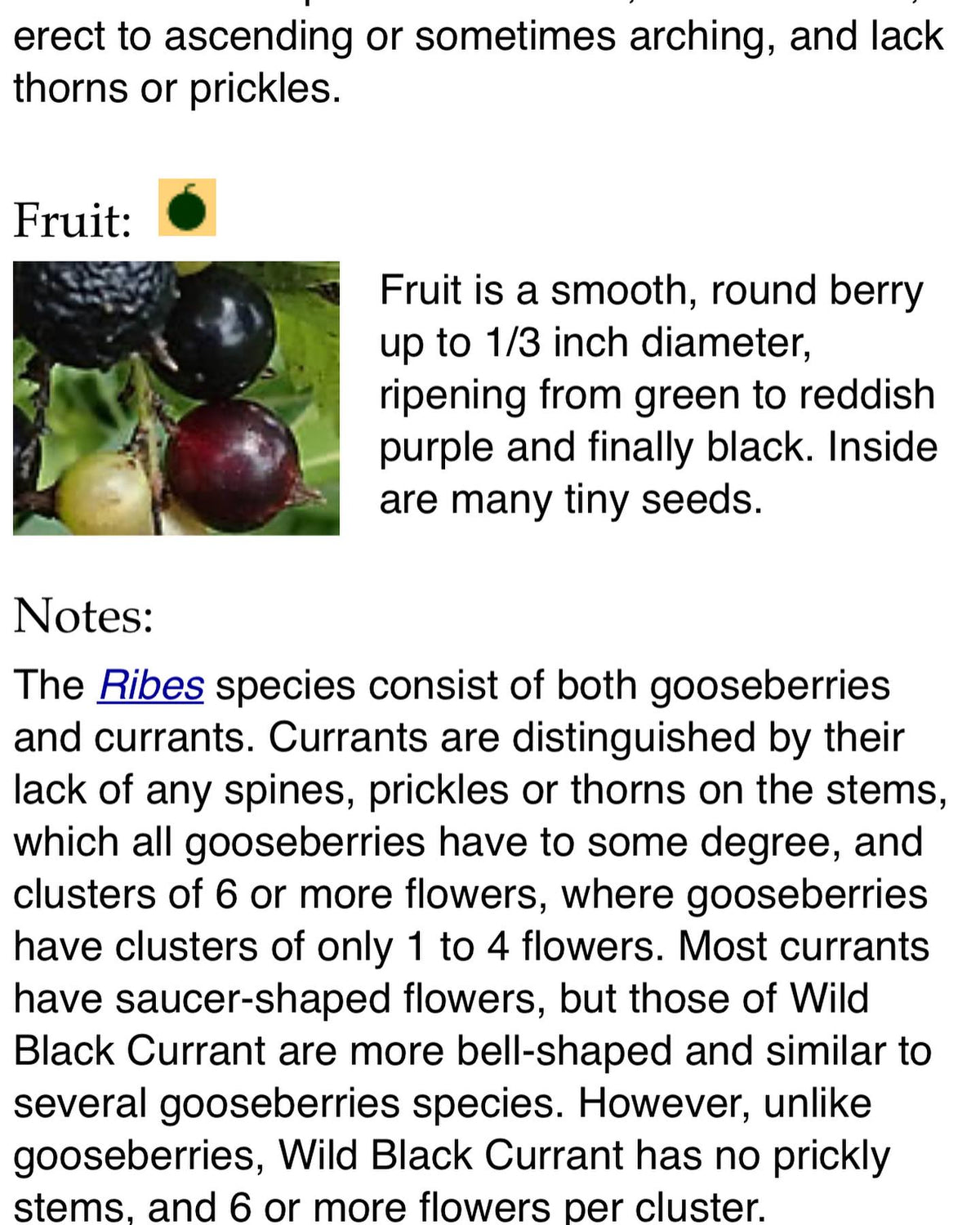 wild black currant, american black currant id from minnesota wildflowers, image 3 of 6