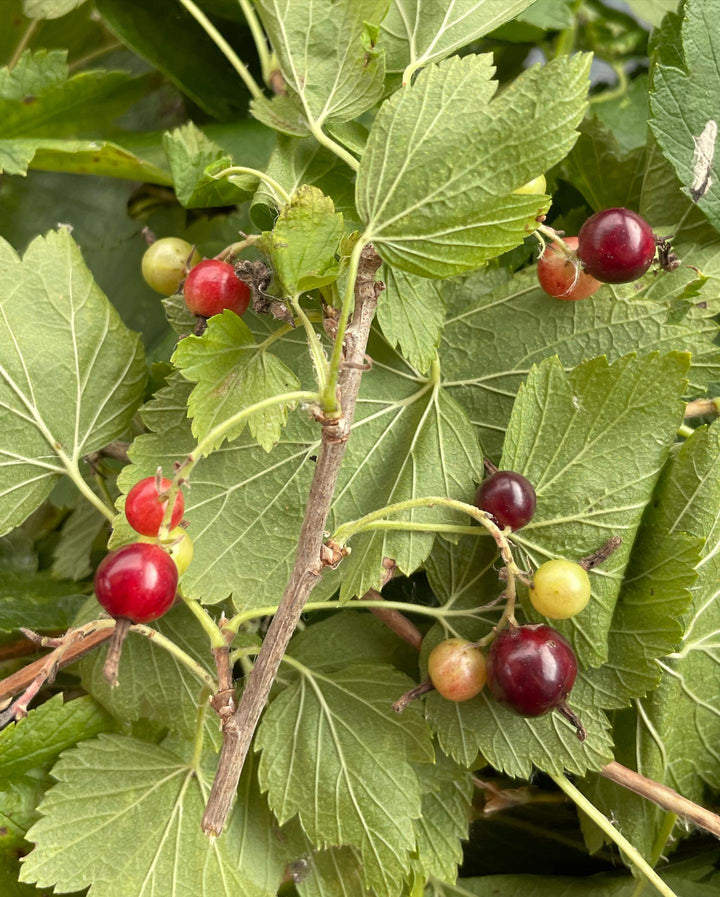 wild black currant, american black currant id from minnesota wildflowers, image 6 of 6