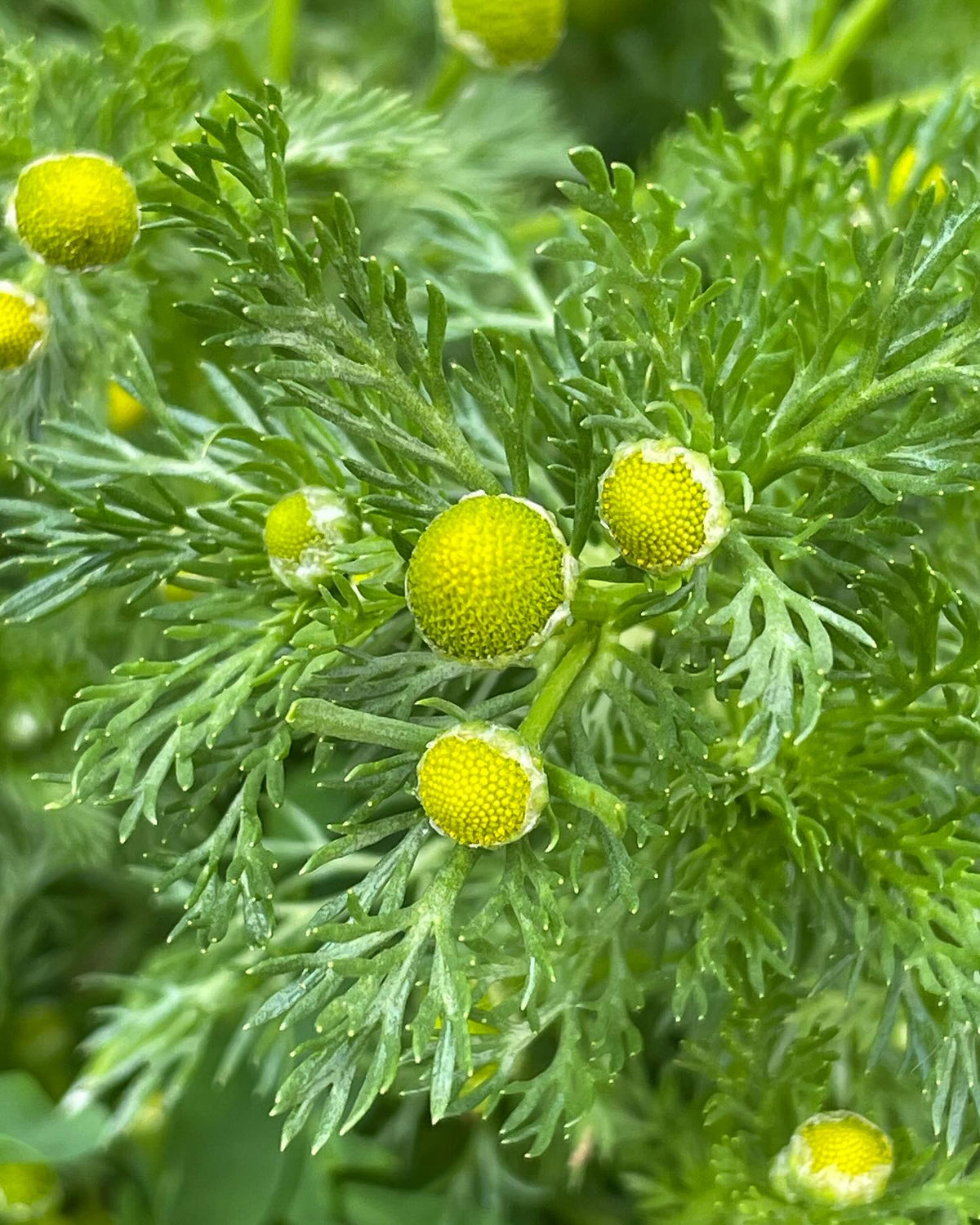 wild chamomile, pineappleweed, Matricaria discoidea, image 1 of 2