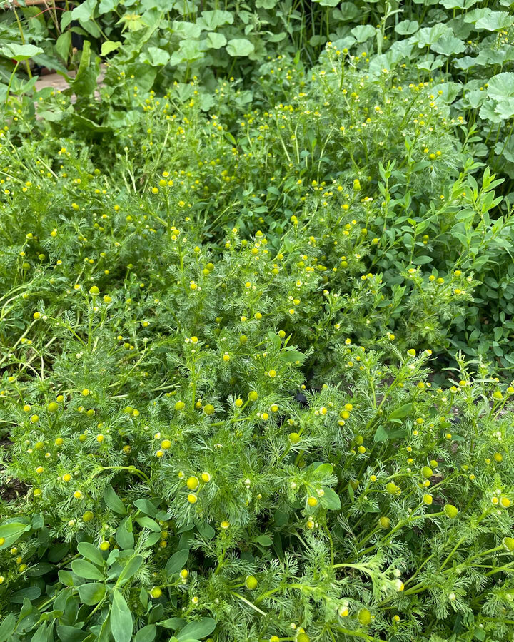 wild chamomile, pineappleweed, Matricaria discoidea, image 2 of 2