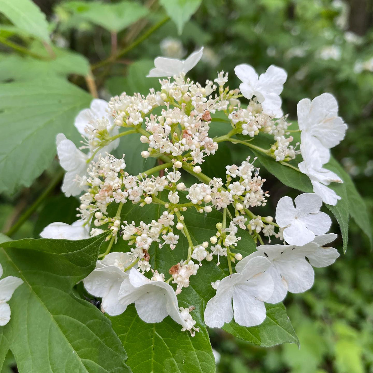 Wild cranberry, viburnum sp, image 1 of 2