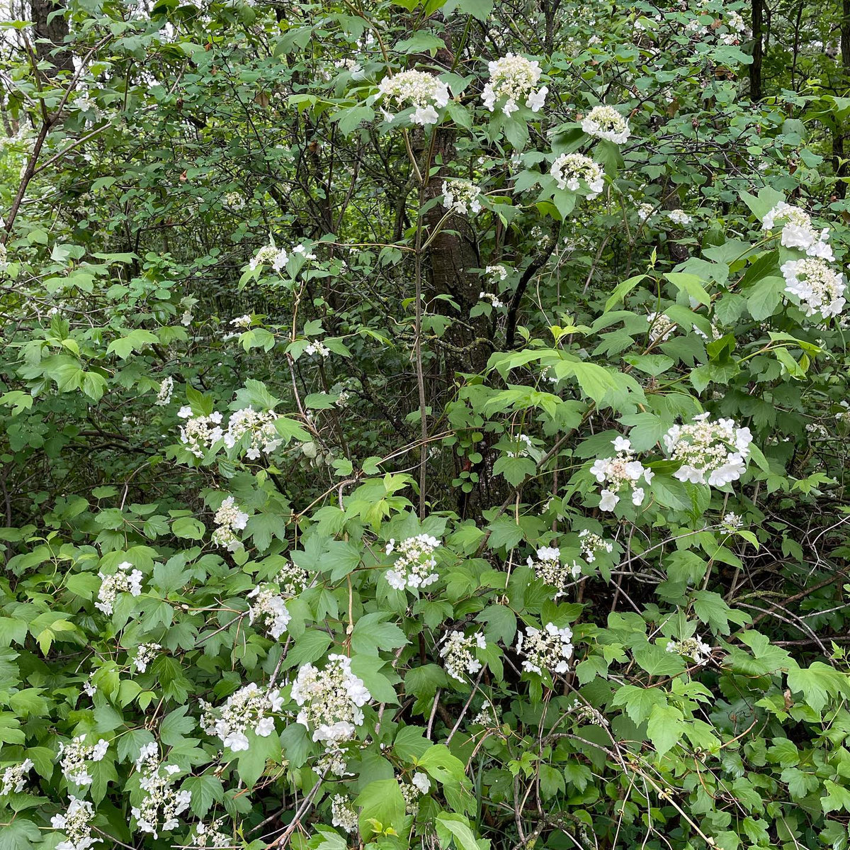 Wild cranberry, viburnum sp, image 2 of 2