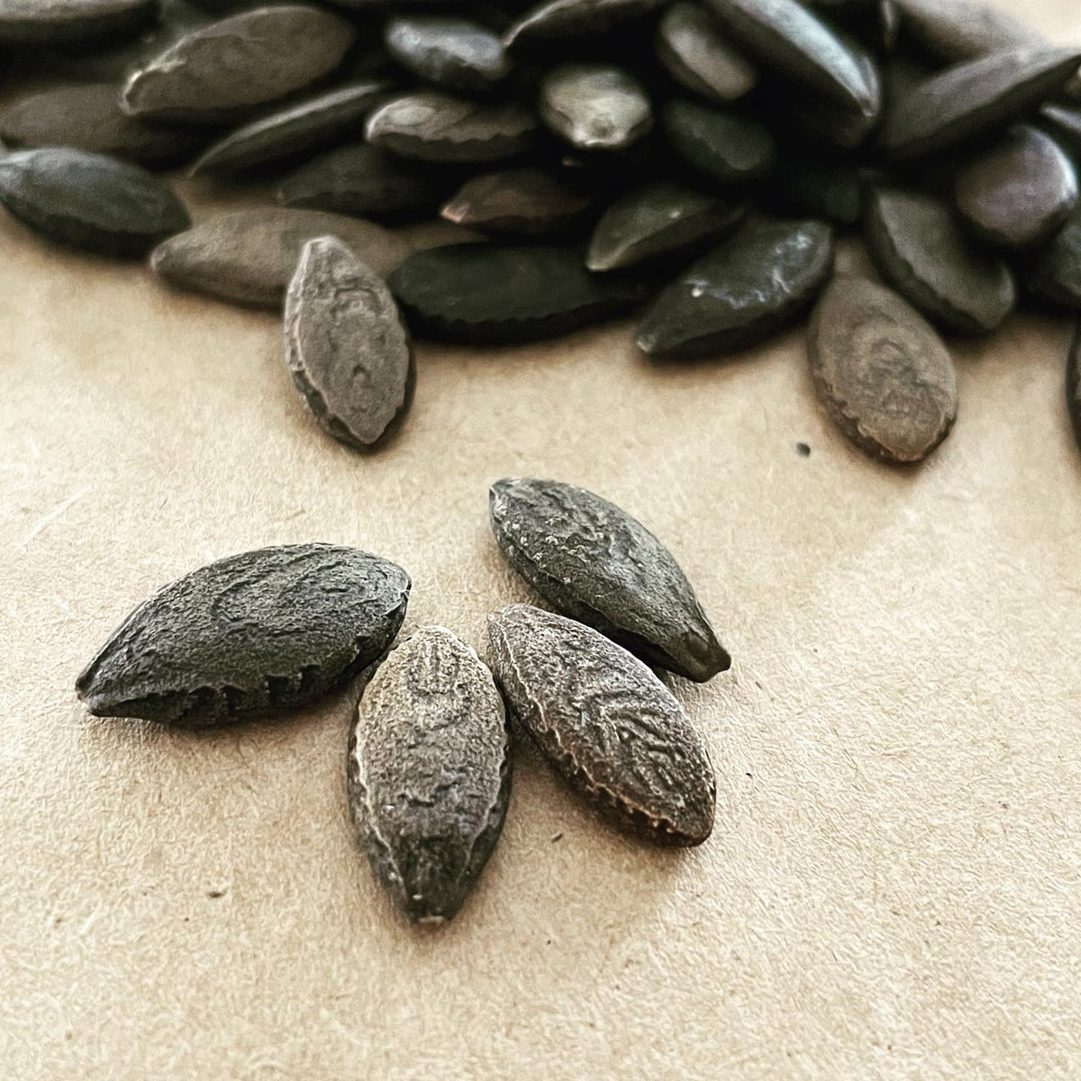 Wild cucumber seeds