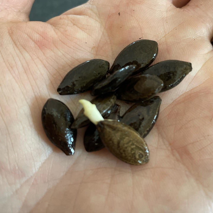 wild cucumber seeds at 60 days cold stratification, germination just starting in the fridge