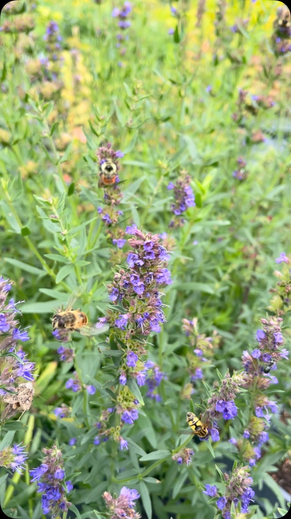 Fall wildflowers attracting bees and moths, photograph 1 of 1
