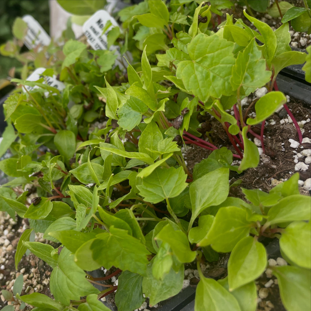wild grapes, cold stratified from nov through march so about five months in the fridge in some damp vermiculite, planted, image 1 of 2