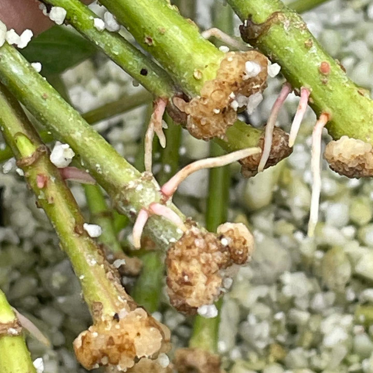 wild high bush cranberry softwood at 28 days under mist #propagation #backyardnursery, image 1 of 3