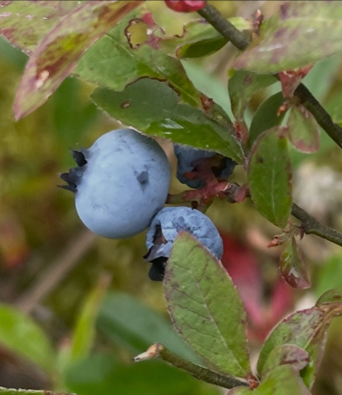 Wild lowbush blueberries in southeastern Manitoba, image 1 of 5