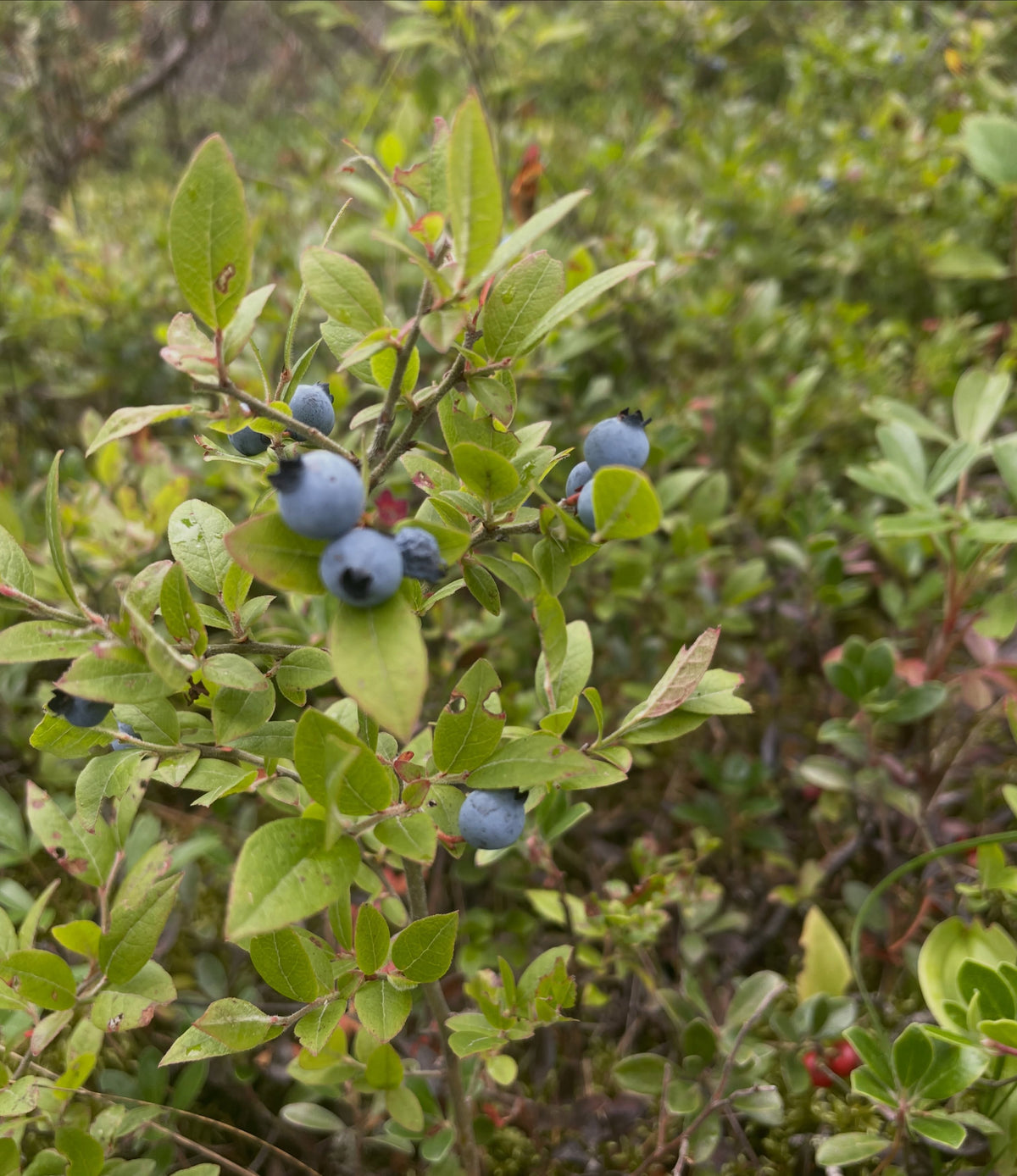 Wild lowbush blueberries in southeastern Manitoba, image 2 of 5