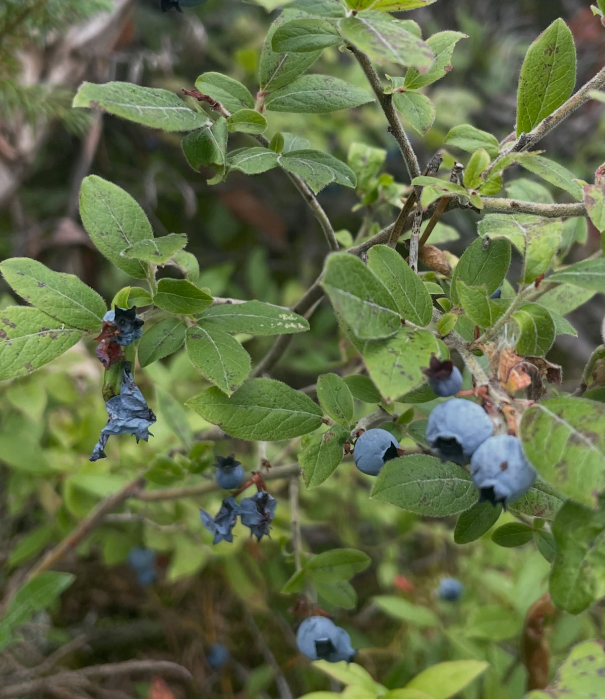 Wild lowbush blueberries in southeastern Manitoba, image 3 of 5