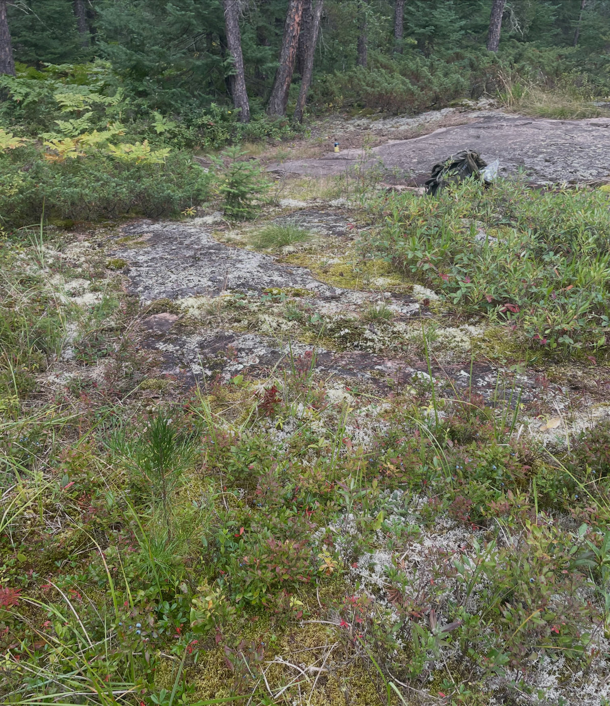 Wild lowbush blueberries in southeastern Manitoba, image 5 of 5