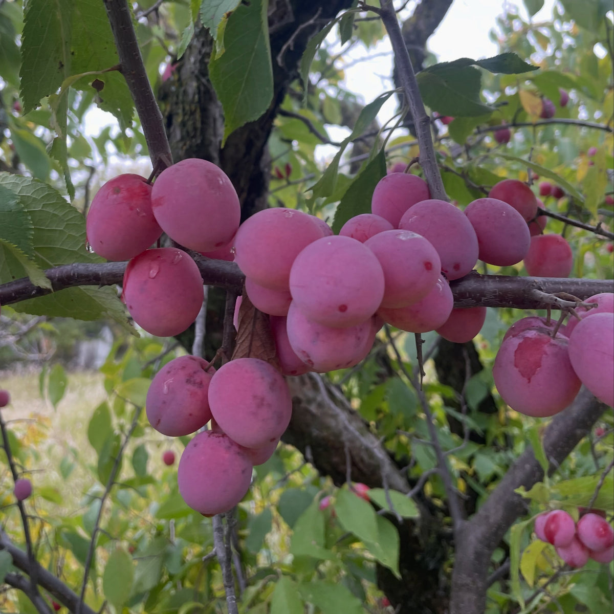 A dense cluster of pink red wild plums with a pale bloom along a dark branch, with the tree's thick trunk behind.