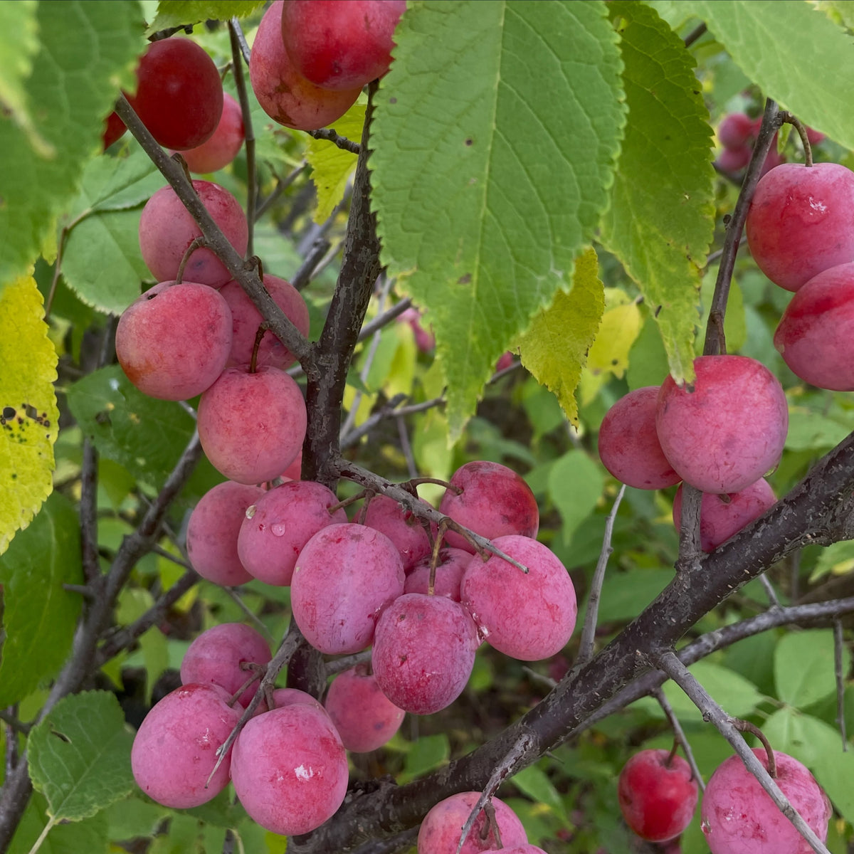Clusters of small pink red plums hanging from dark twigs among serrated green leaves.