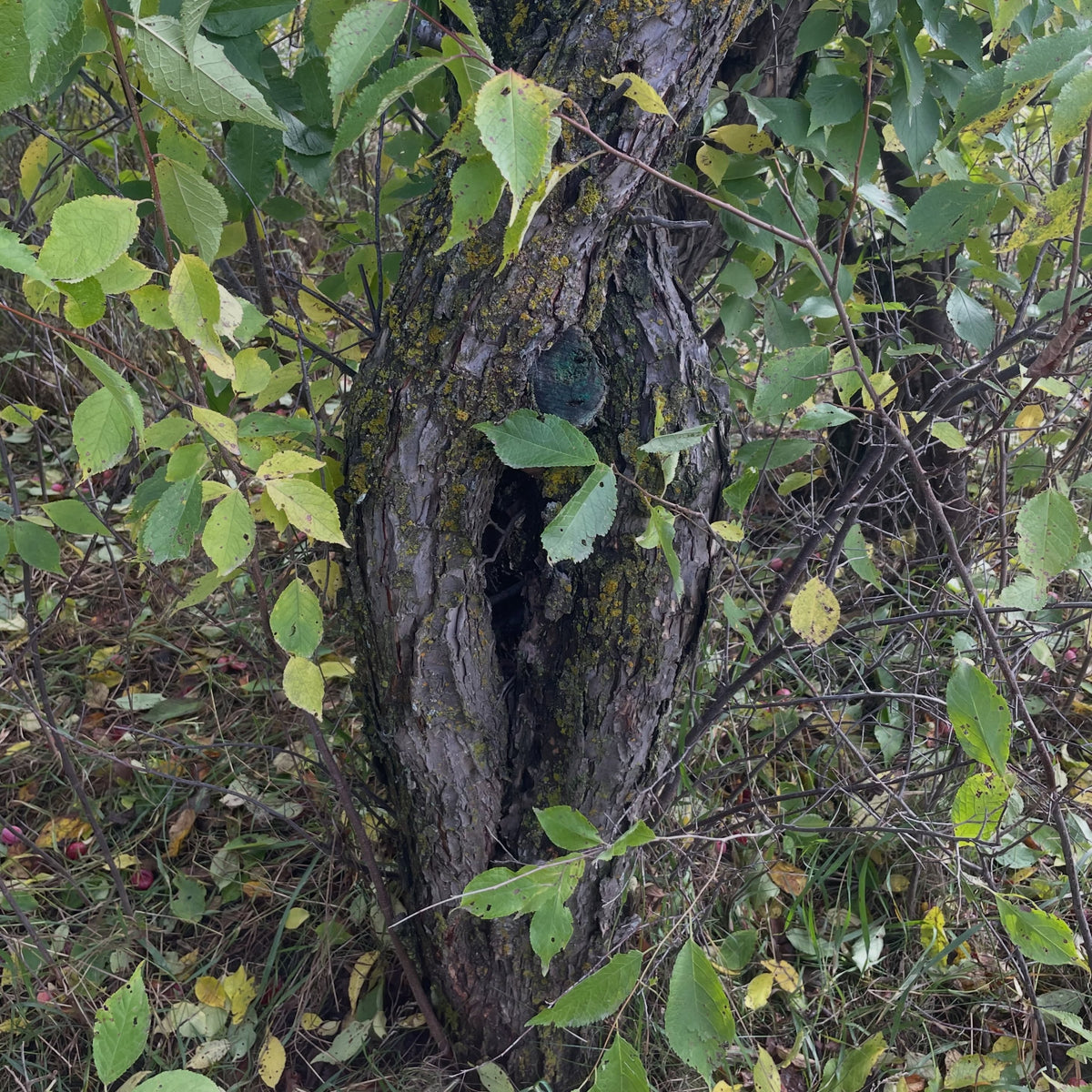 The thick rough barked trunk of an old wild plum surrounded by suckers and yellowing leaves.