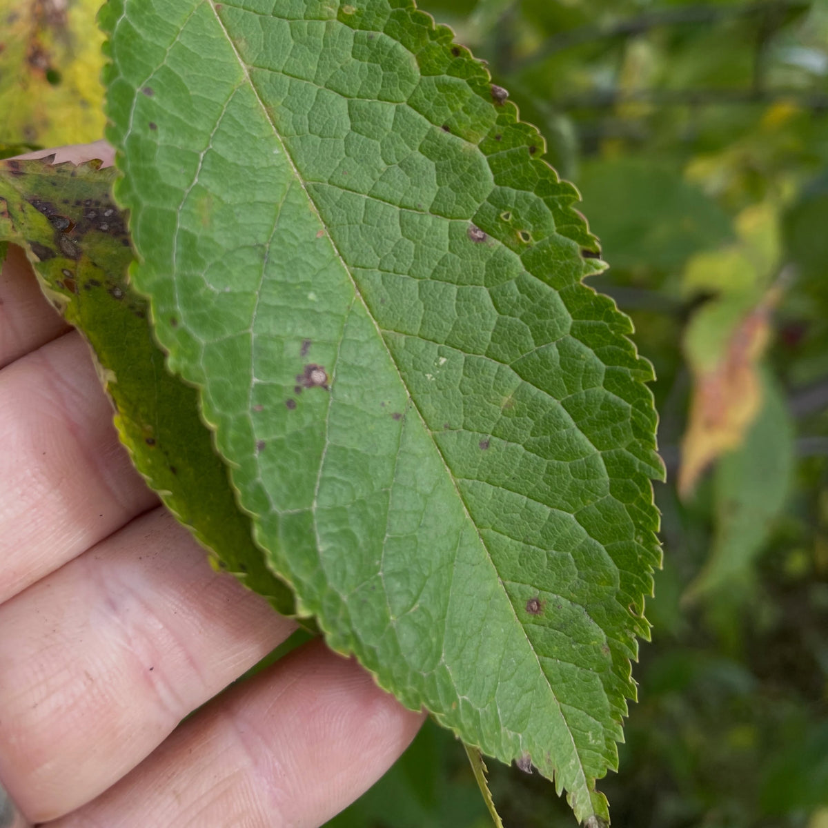A single broad plum leaf with a finely toothed edge held in a hand.