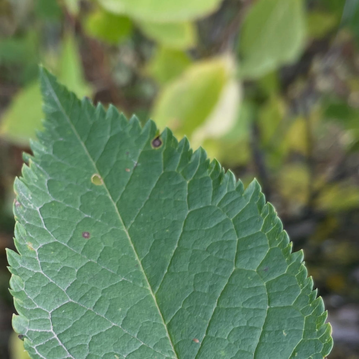 Close view of a plum leaf showing its toothed margin.