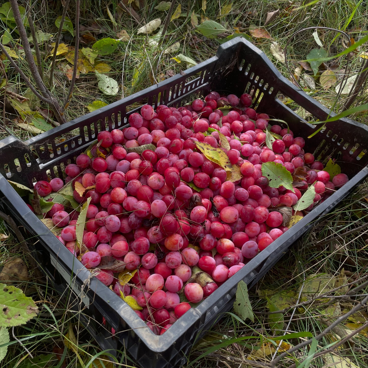 A black crate full of small red and pink wild plums sitting in the grass.