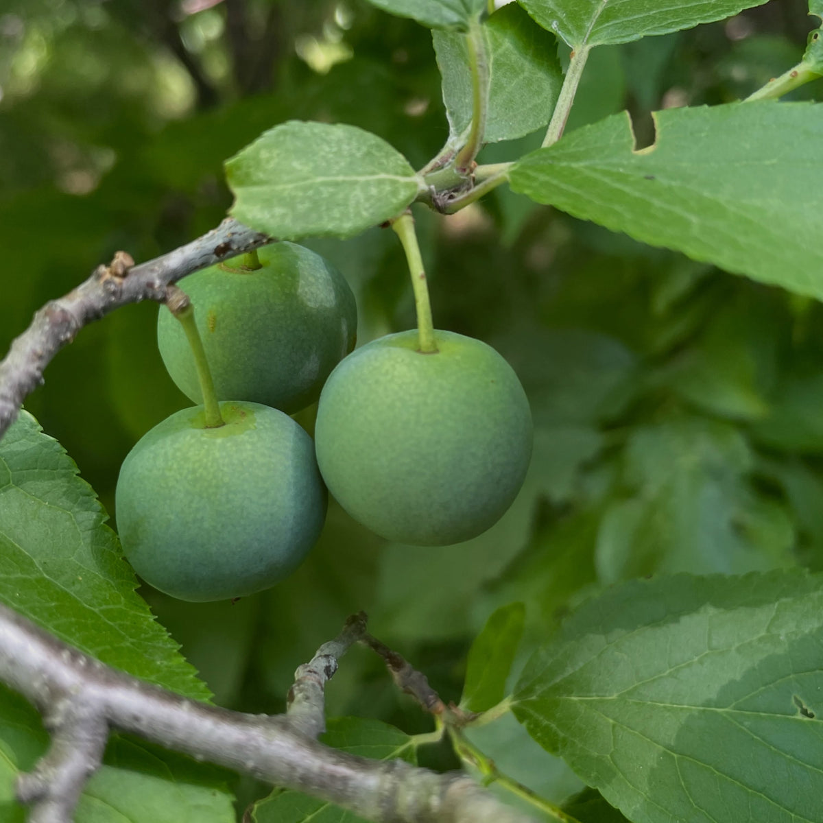 wild plums, by september they'll developed a red and yellow color and I'll collect them for seed, image 2 of 3