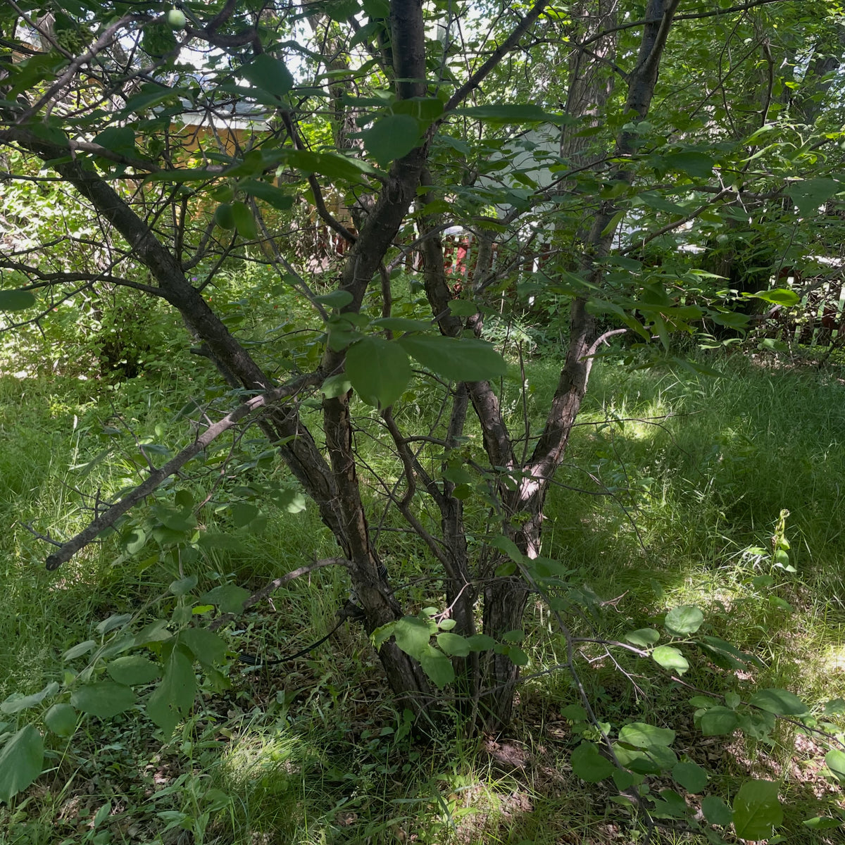 wild plums, by september they'll developed a red and yellow color and I'll collect them for seed, image 3 of 3