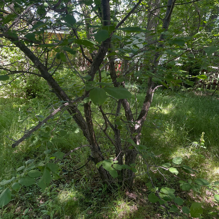 wild plums, by september they'll developed a red and yellow color and I'll collect them for seed, image 3 of 3