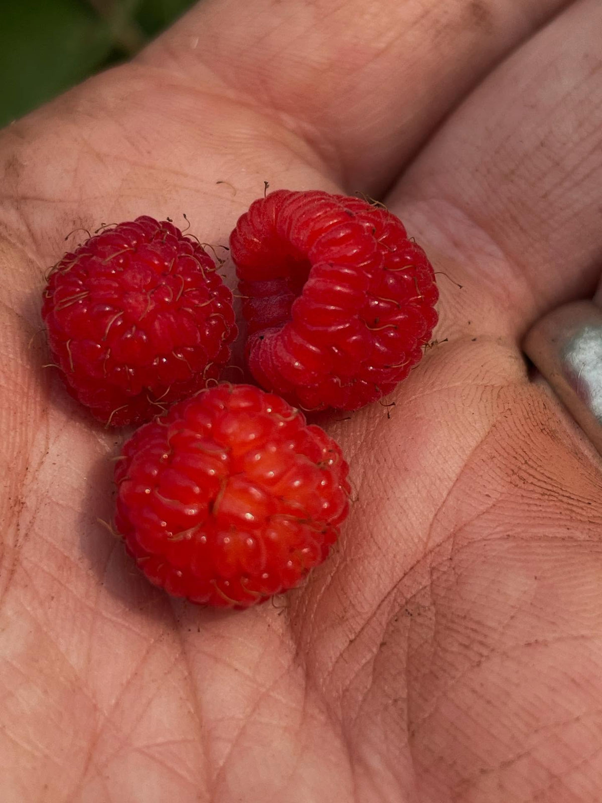 wild raspberry season starting, image 2 of 4