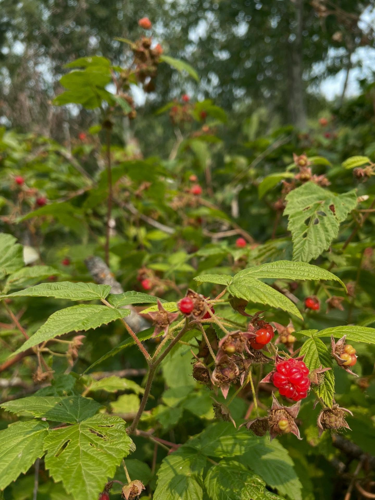 wild raspberry season starting, image 3 of 4