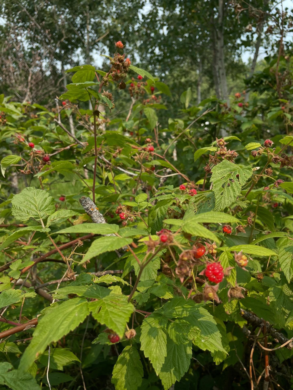 wild raspberry season starting, image 4 of 4