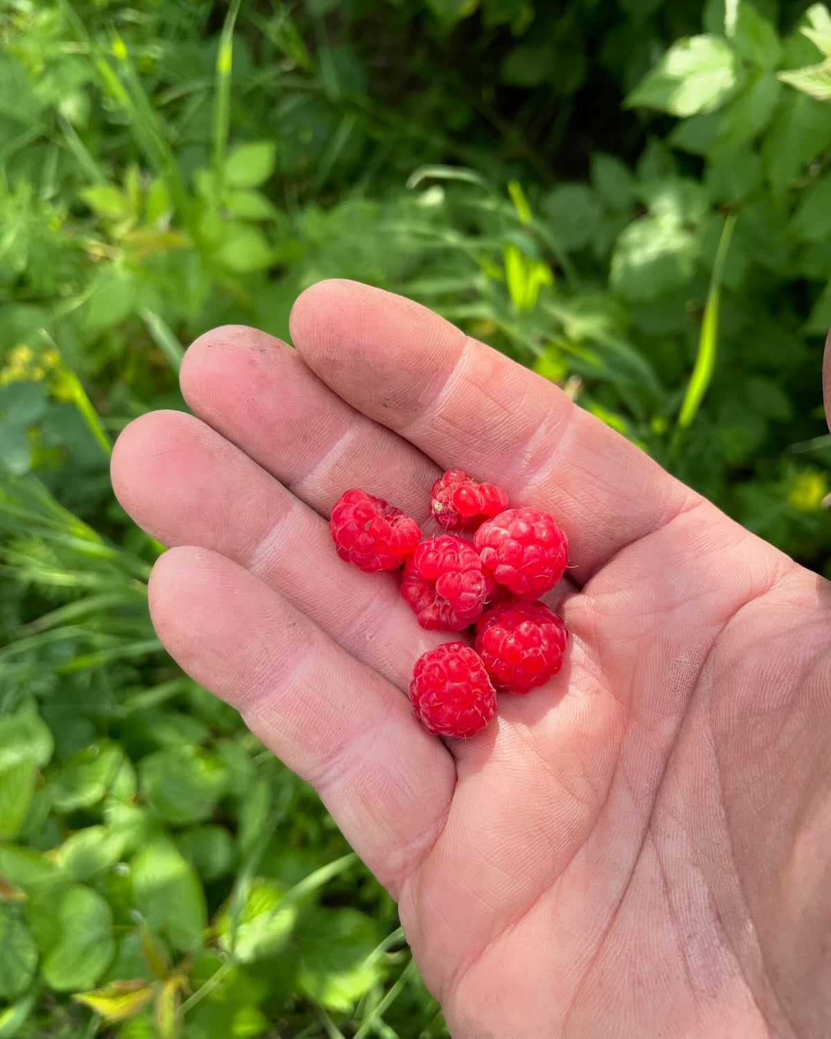 wild raspberry season starting, we have acres of these, they’re most productive when they get some sun