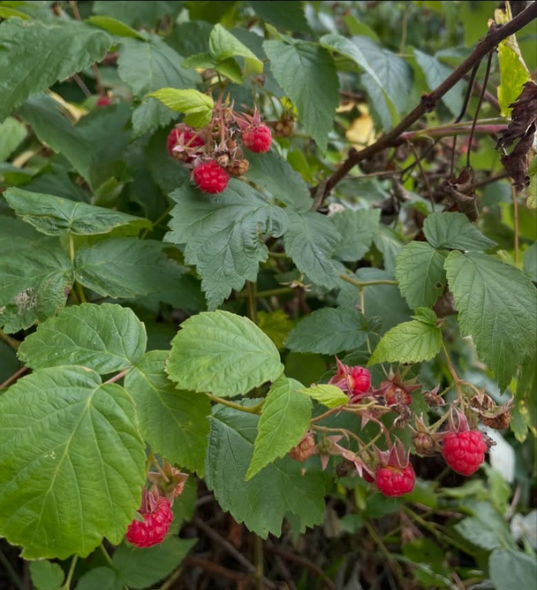wild raspberry, we have these all around our place and they're just prolific