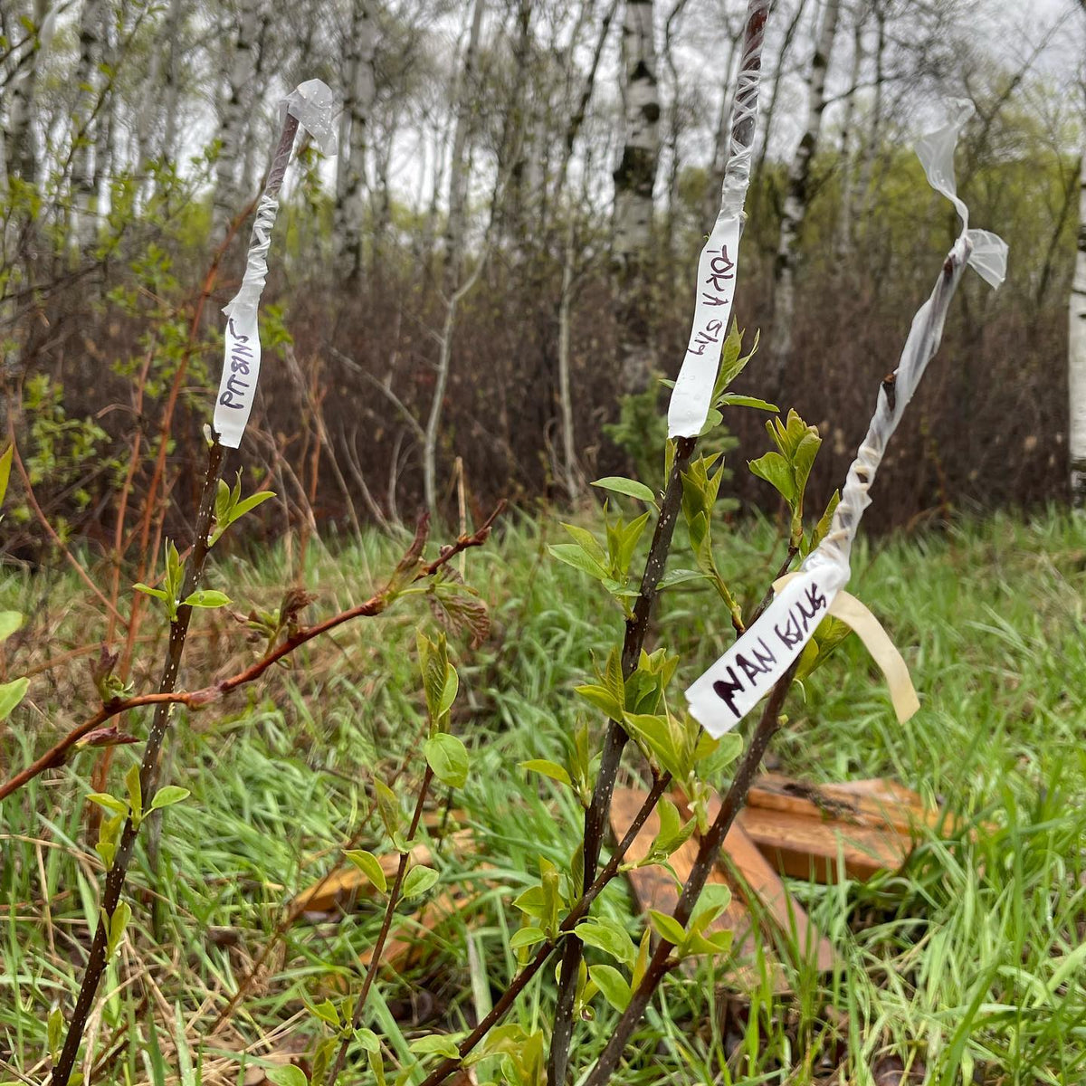 wild rootstock project continues, we’re grafting plums onto choke cherry and pears onto saskatoon, image 1 of 2
