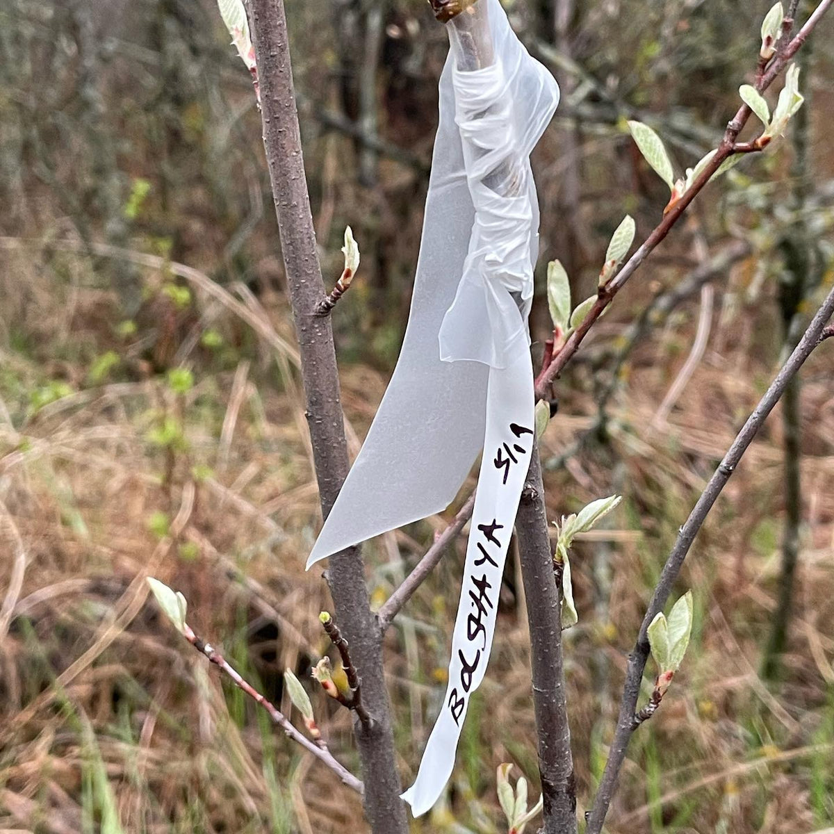 wild rootstock project continues, we’re grafting plums onto choke cherry and pears onto saskatoon, image 2 of 2