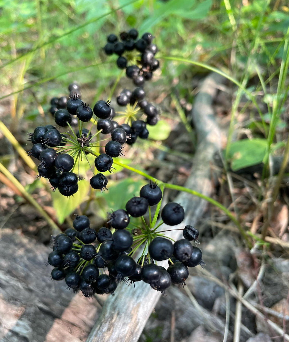 wild sarsaparilla
