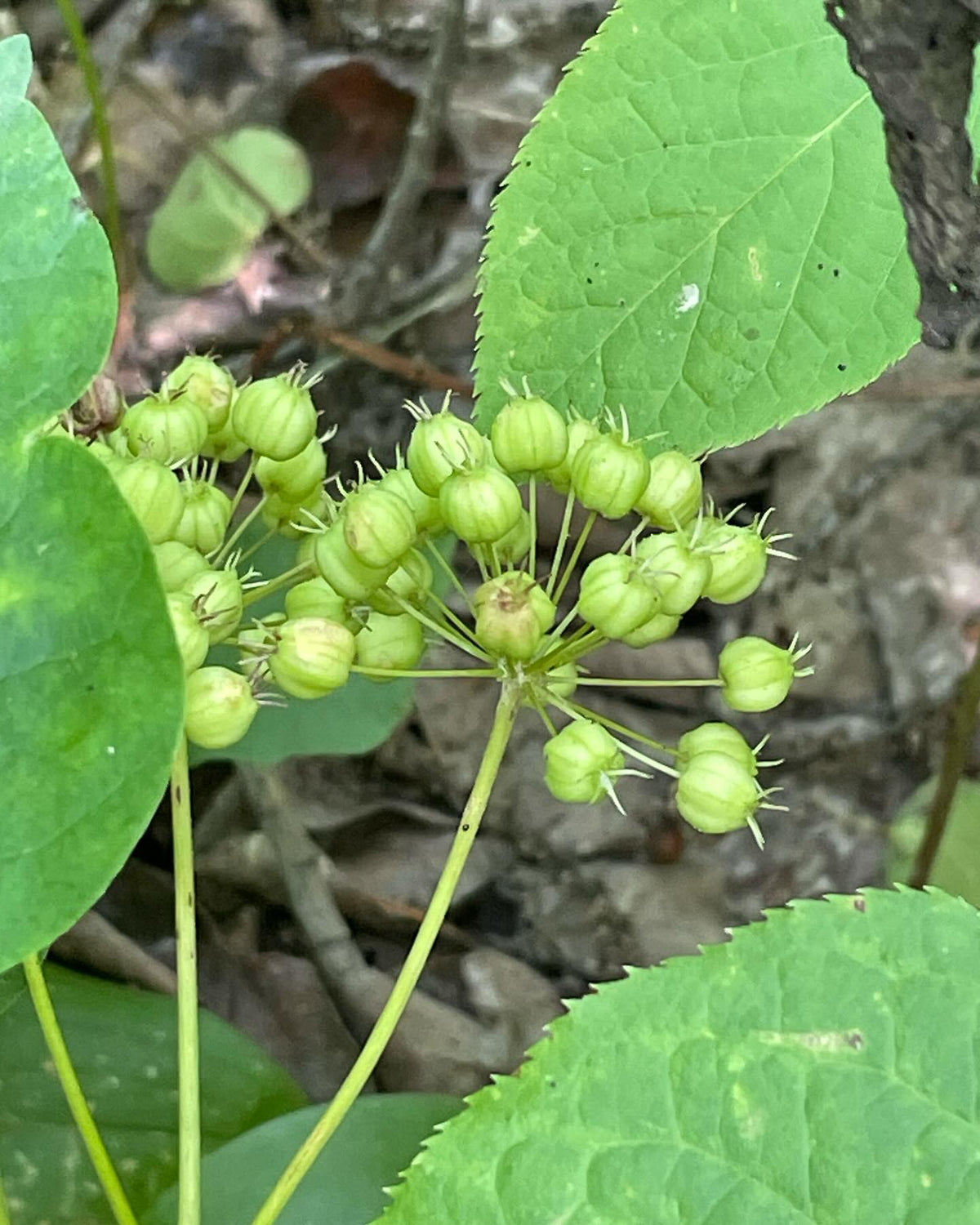 wild sarsaparilla covering this forest path, image 2 of 4