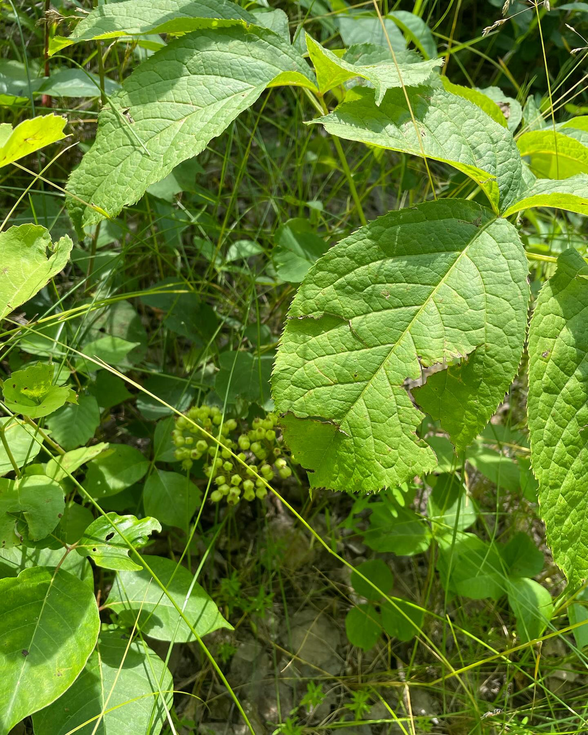 wild sarsaparilla covering this forest path, image 3 of 4