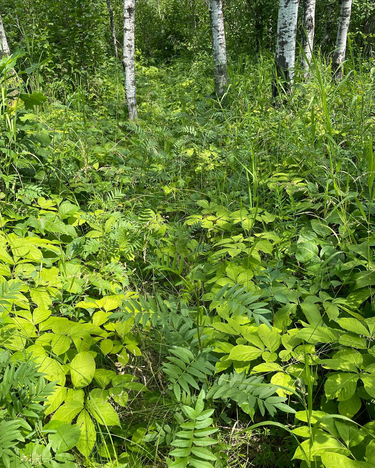wild sarsaparilla covering this forest path, image 4 of 4