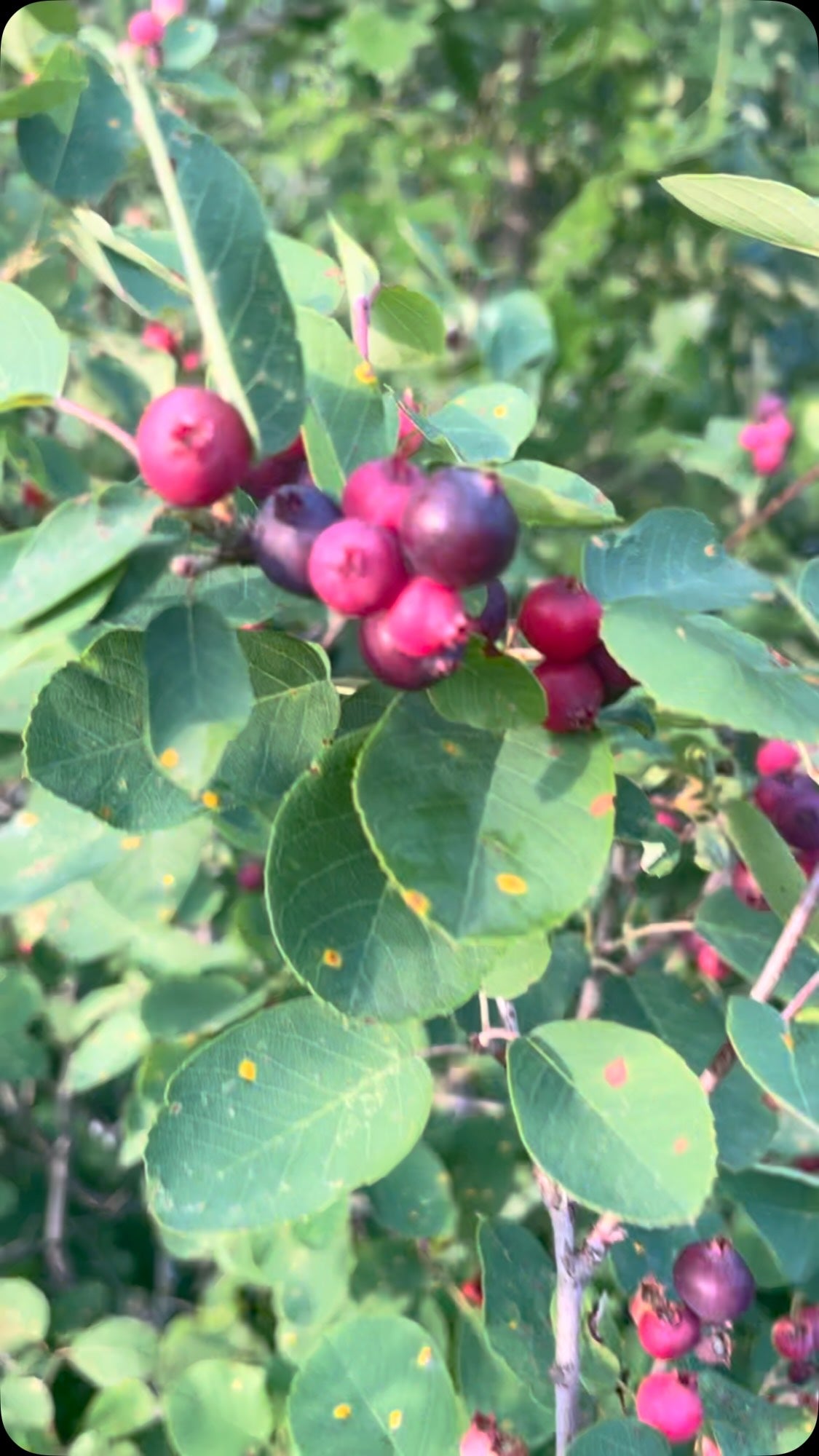 wild saskatoons are having a good year, image 1 of 2