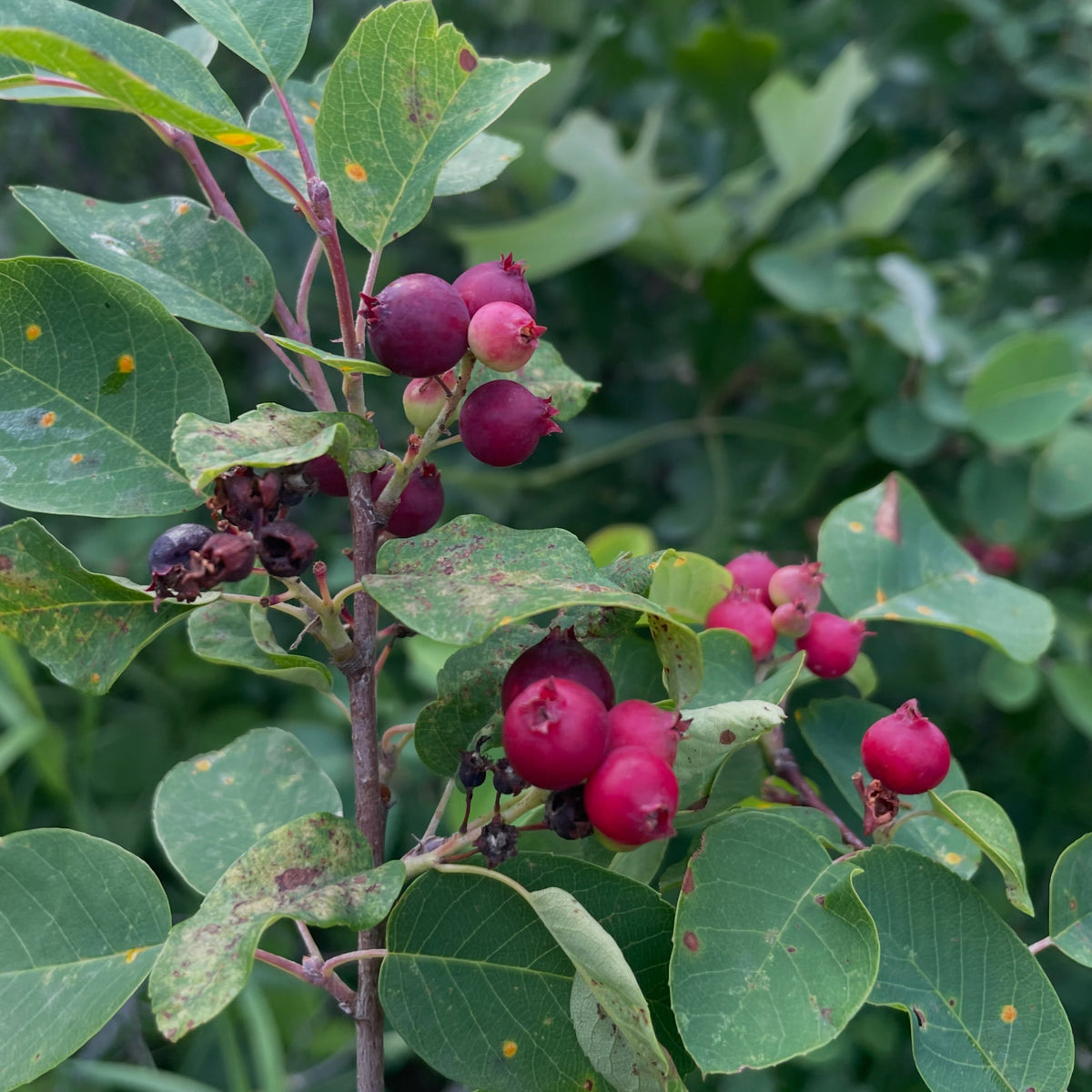 wild saskatoons are ripening, earlier than them cultivar ones at our neighbours which were still green this week, image 1 of 5