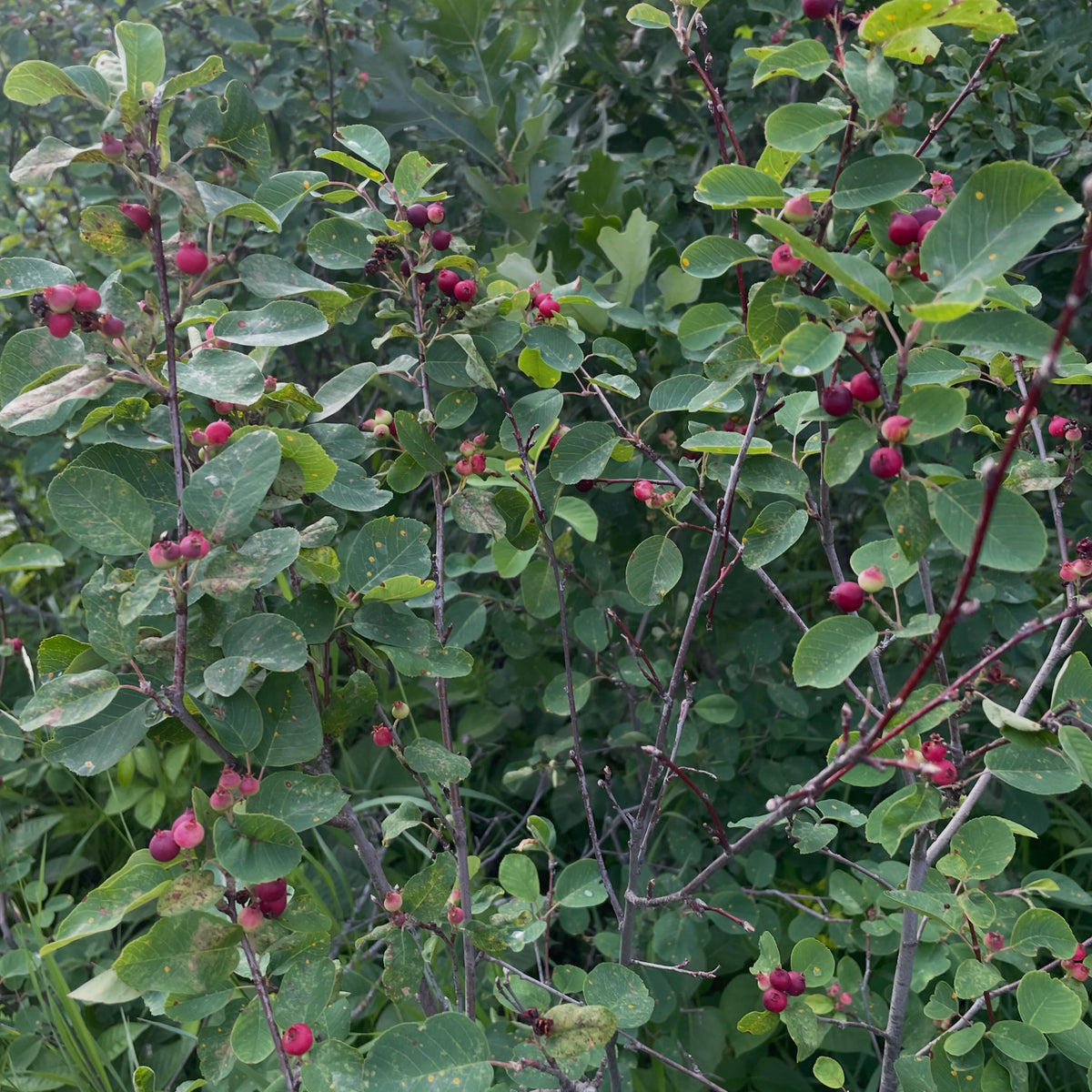 wild saskatoons are ripening, earlier than them cultivar ones at our neighbours which were still green this week, image 2 of 5
