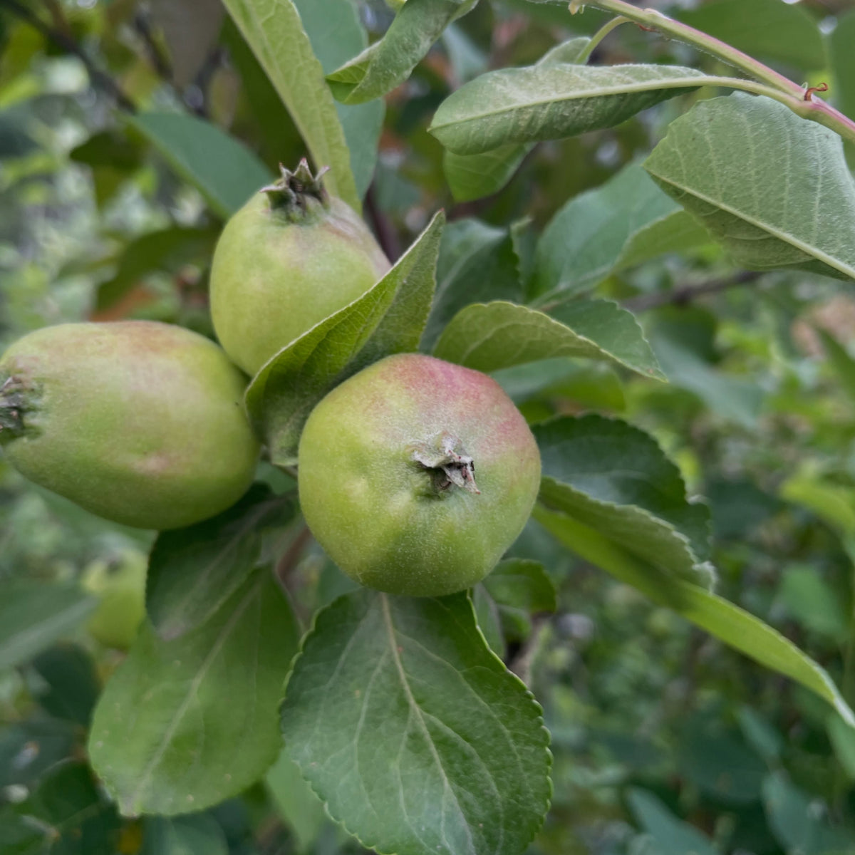 wild saskatoons are ripening, earlier than them cultivar ones at our neighbours which were still green this week, image 3 of 5