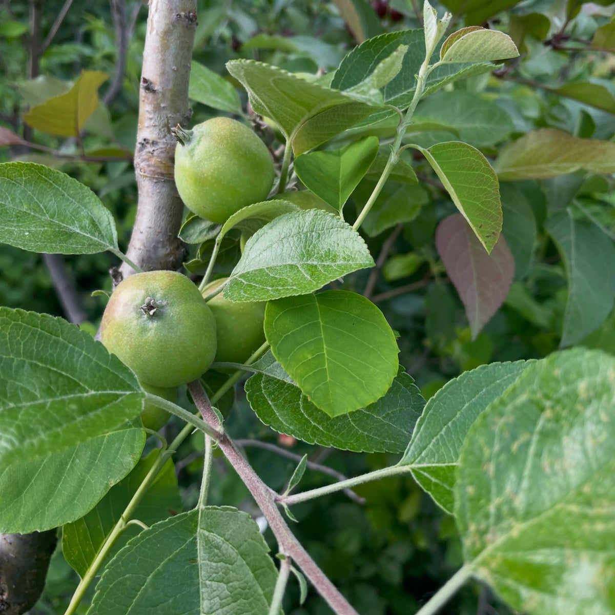 wild saskatoons are ripening, earlier than them cultivar ones at our neighbours which were still green this week, image 4 of 5