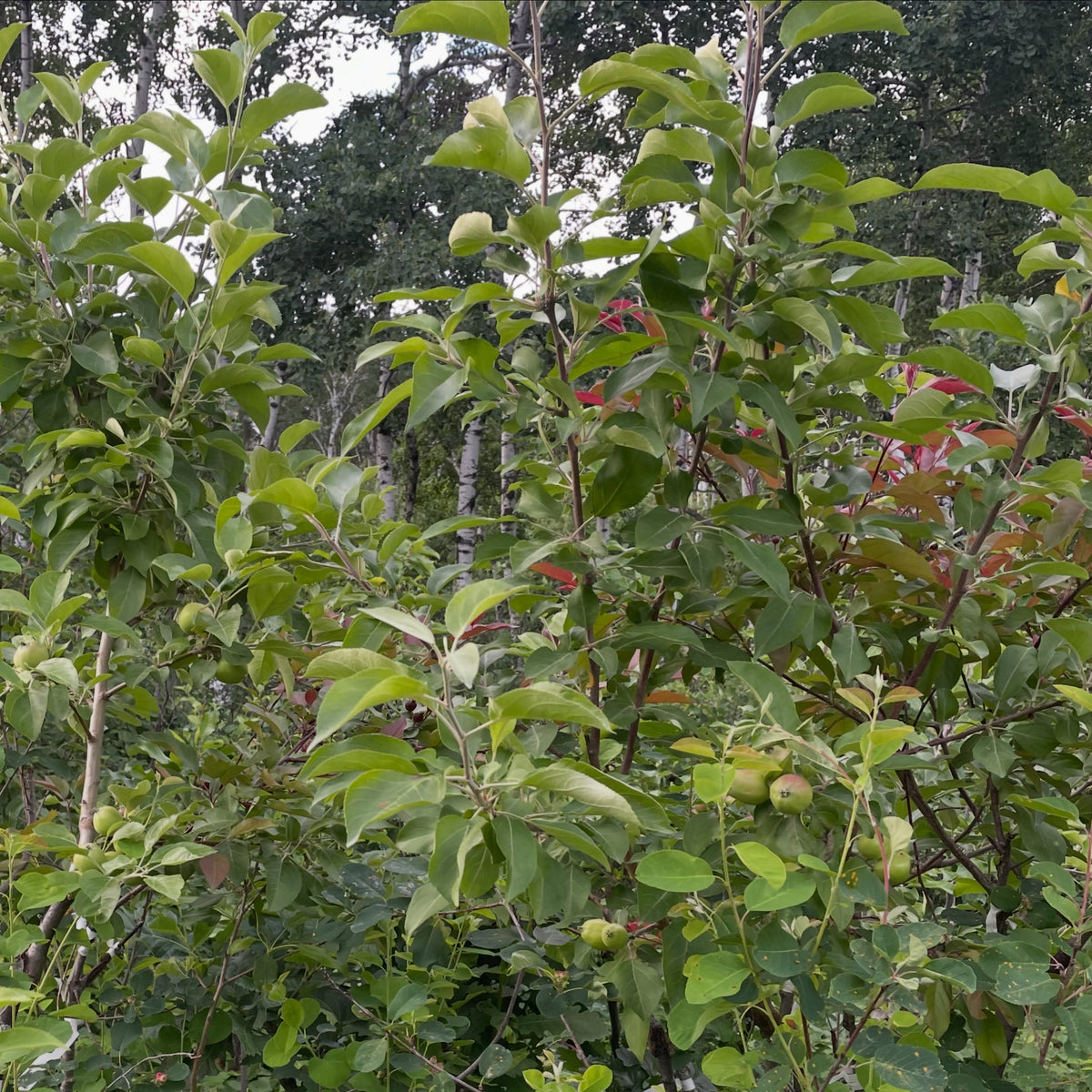 wild saskatoons are ripening, earlier than them cultivar ones at our neighbours which were still green this week, image 5 of 5