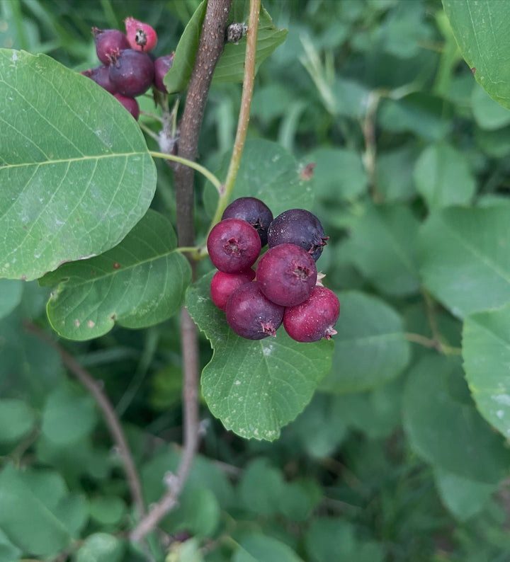 wild saskatoons finally ripe, for the next couple weeks the bushes all around our place have these tastey purple berries