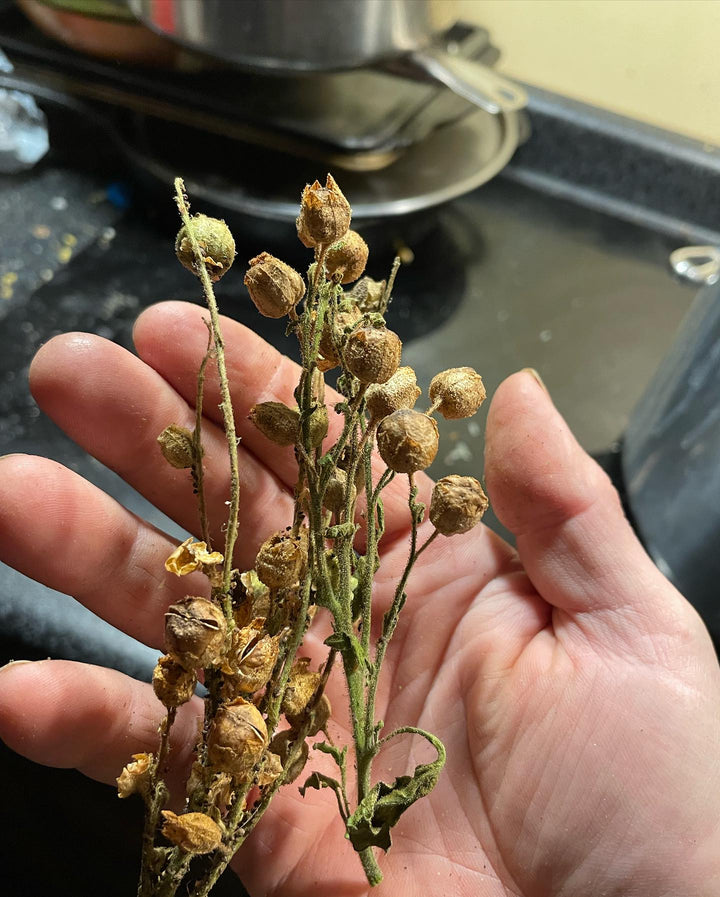 wild tobacco, cleaning for seeds, image 1 of 3
